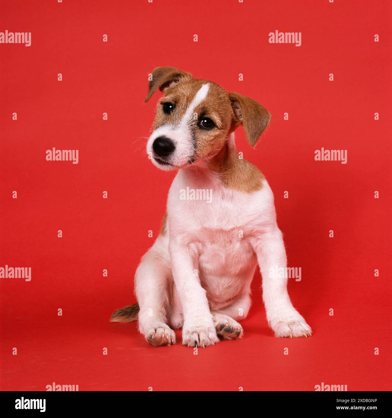 CHIEN - Jack Russell chiot Banque D'Images