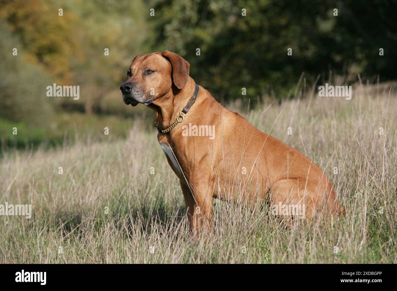 Le Rhodesian Ridgeback dog Banque D'Images