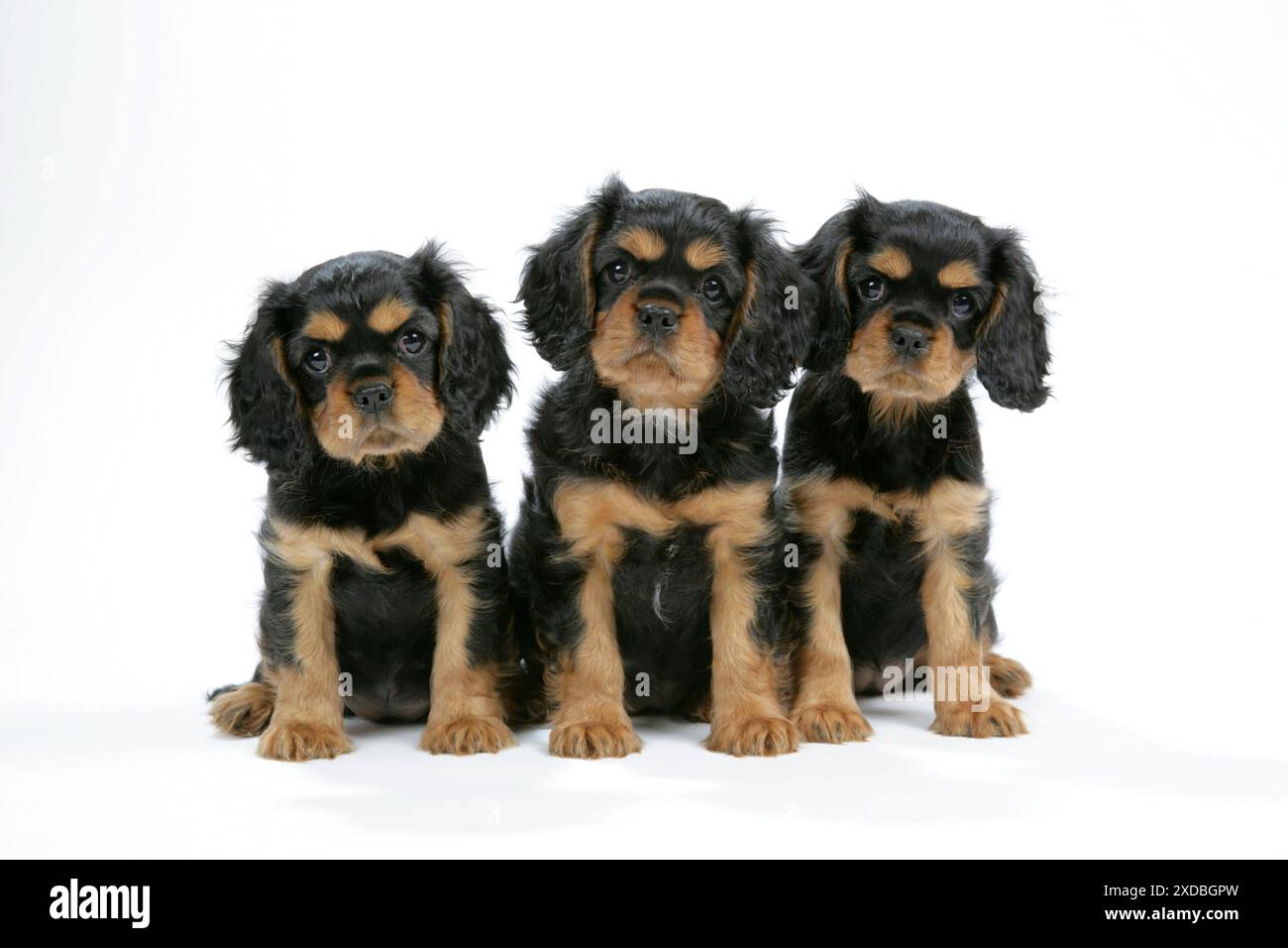 Chien - cavalier King Charles chiots de 6/7 semaines Banque D'Images