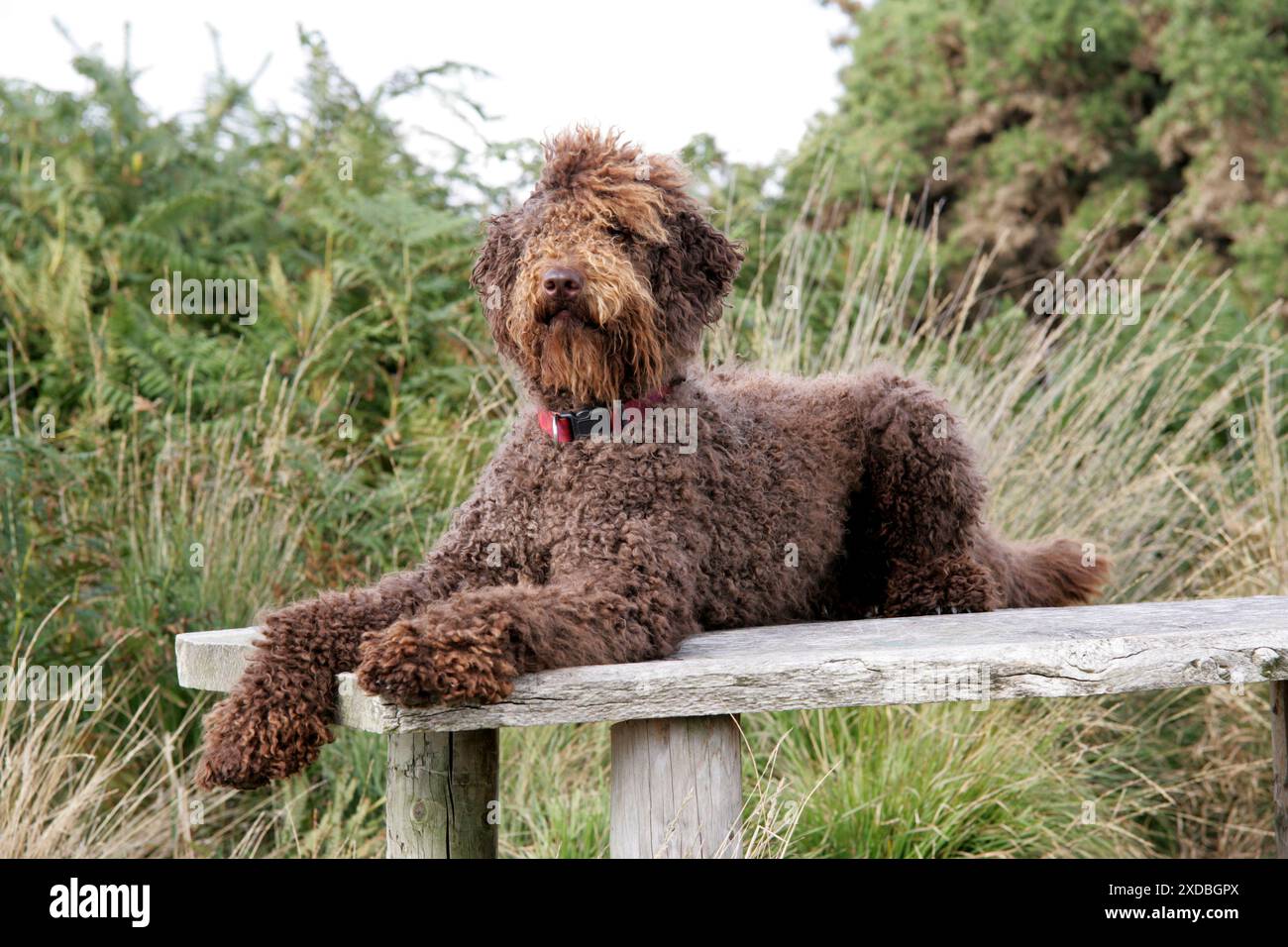 Labradoodle brun couché sur la table Banque D'Images