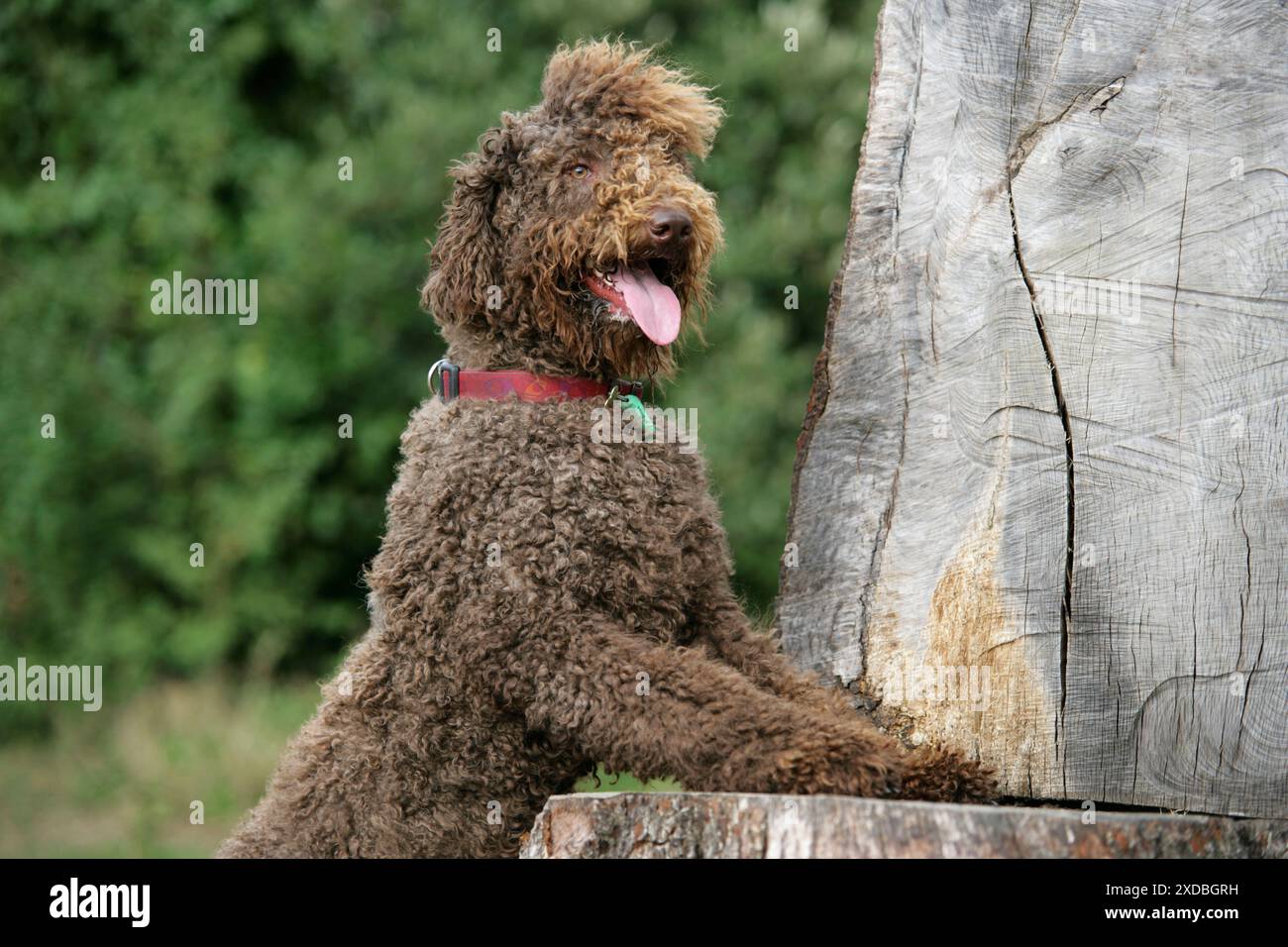 Labradoodle brun avec pattes avant sur souche d'arbre Banque D'Images