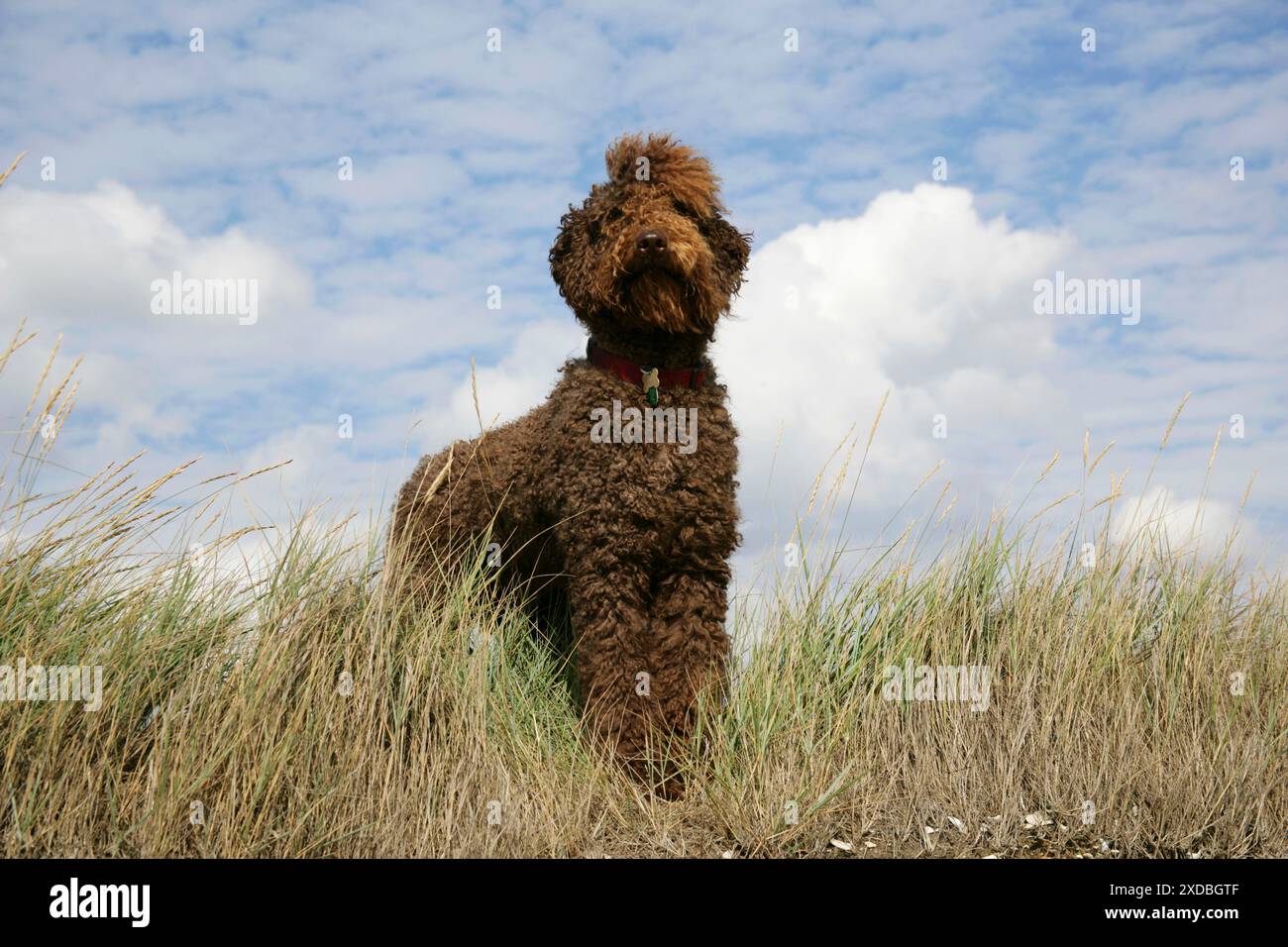 Labradoodle brun debout dans le champ Banque D'Images