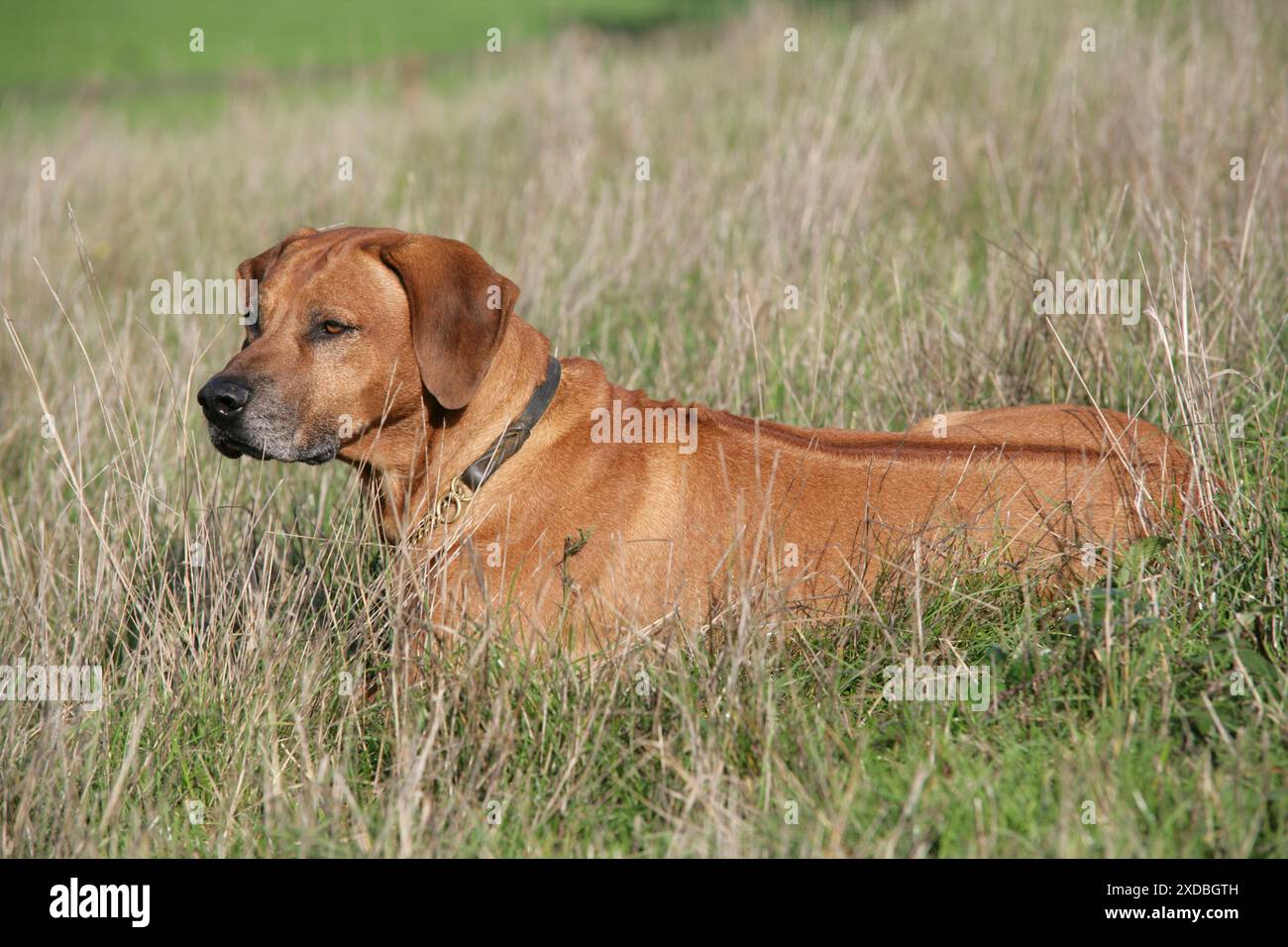 Le Rhodesian Ridgeback dog Banque D'Images