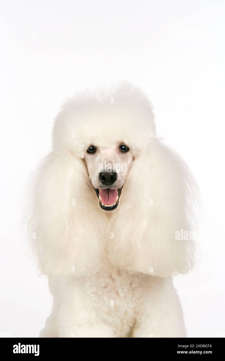 Caniche miniature Banque D'Images