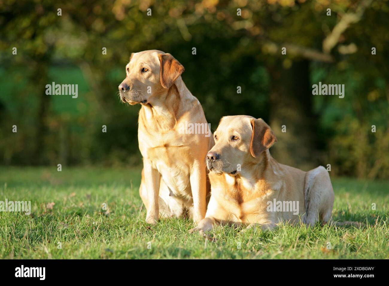 Chiens - Yellow Labrador Retrievers couchés sur l'herbe Banque D'Images