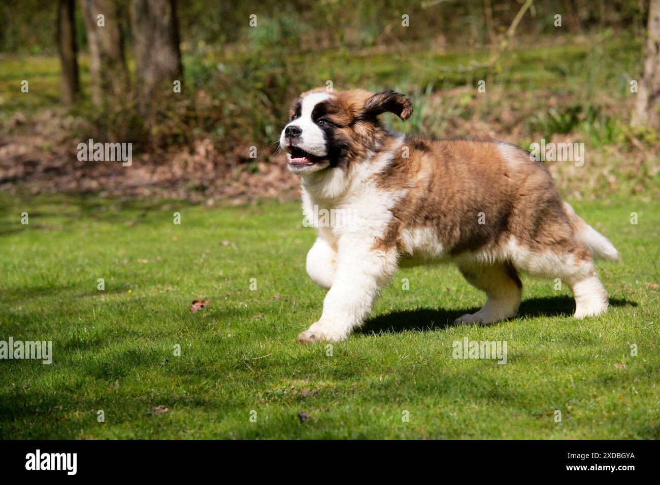 Chien St Bernard - chiot de 14 semaines, en cours d'exécution Banque D'Images