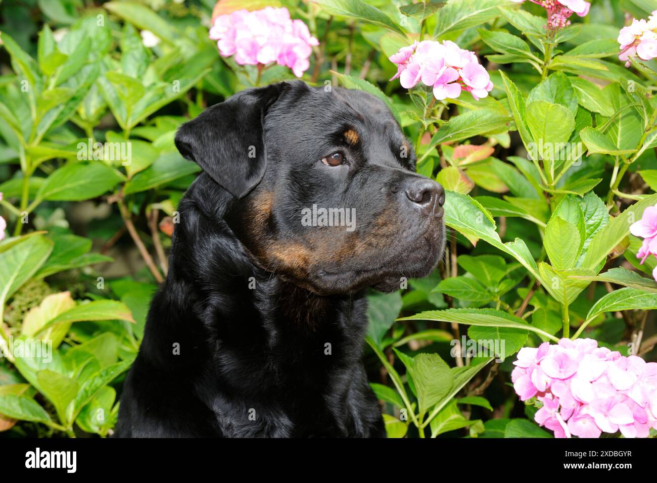 Chien - Rottweiler devant des fleurs roses Banque D'Images