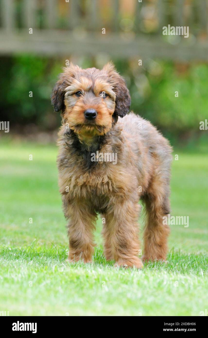 Briard Dog - chiot sur l'herbe Banque D'Images