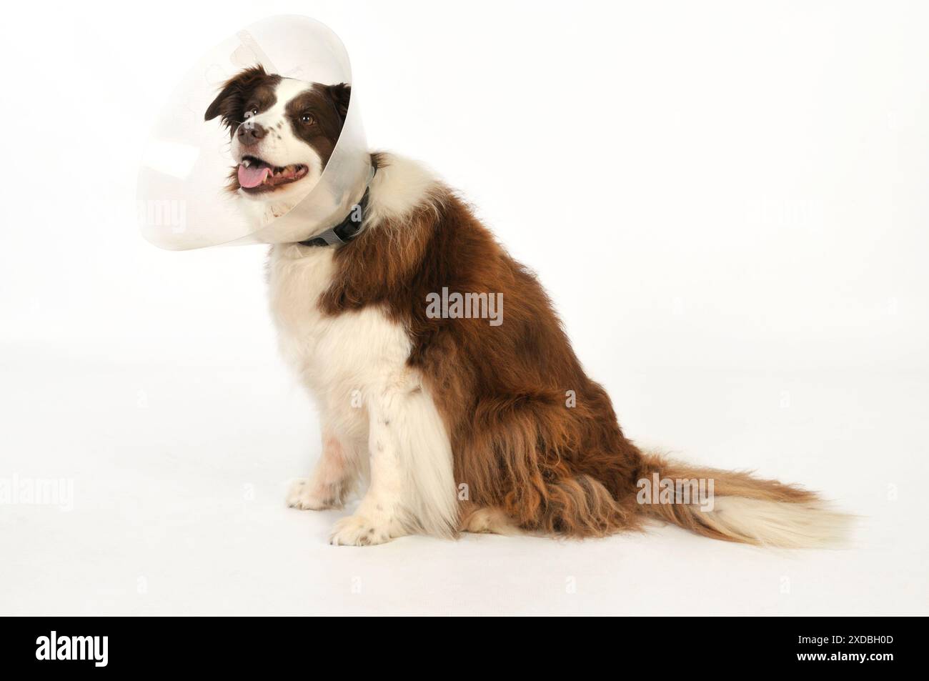 Chien. Chien avec un collier post-opératoire Banque D'Images Chien. Chien avec un collier post-opératoire Banque D'Images