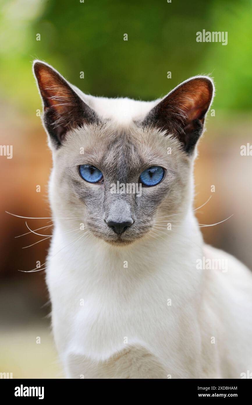 CAT. Blue point chat siamois debout dans le jardin Banque D'Images