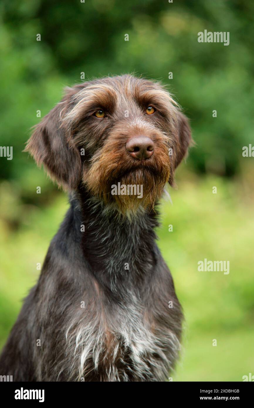 Chien. Pointeur allemand à poil métallique Banque D'Images