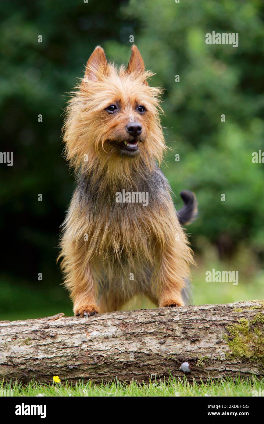 Chien. Terrier australien Banque D'Images