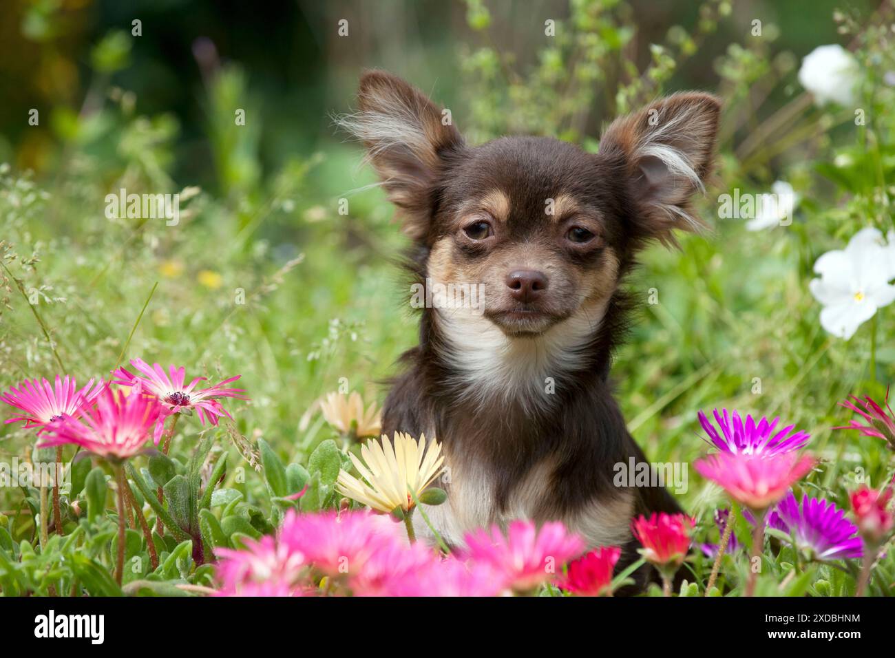 CHIEN - Chihuahua assis dans le parterre de fleurs Banque D'Images