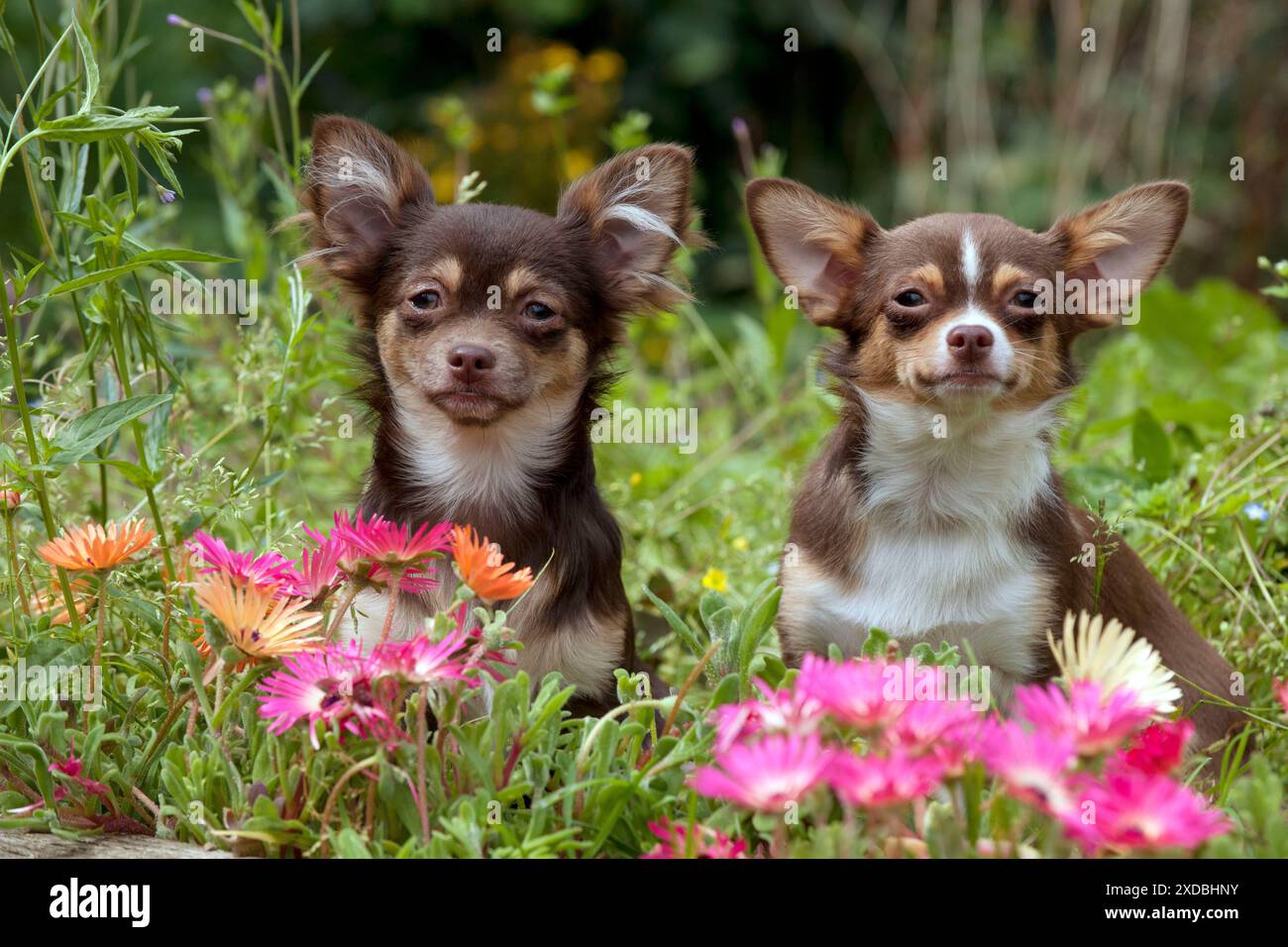 CHIEN - Chihuahuas assis dans le parterre de fleurs Banque D'Images