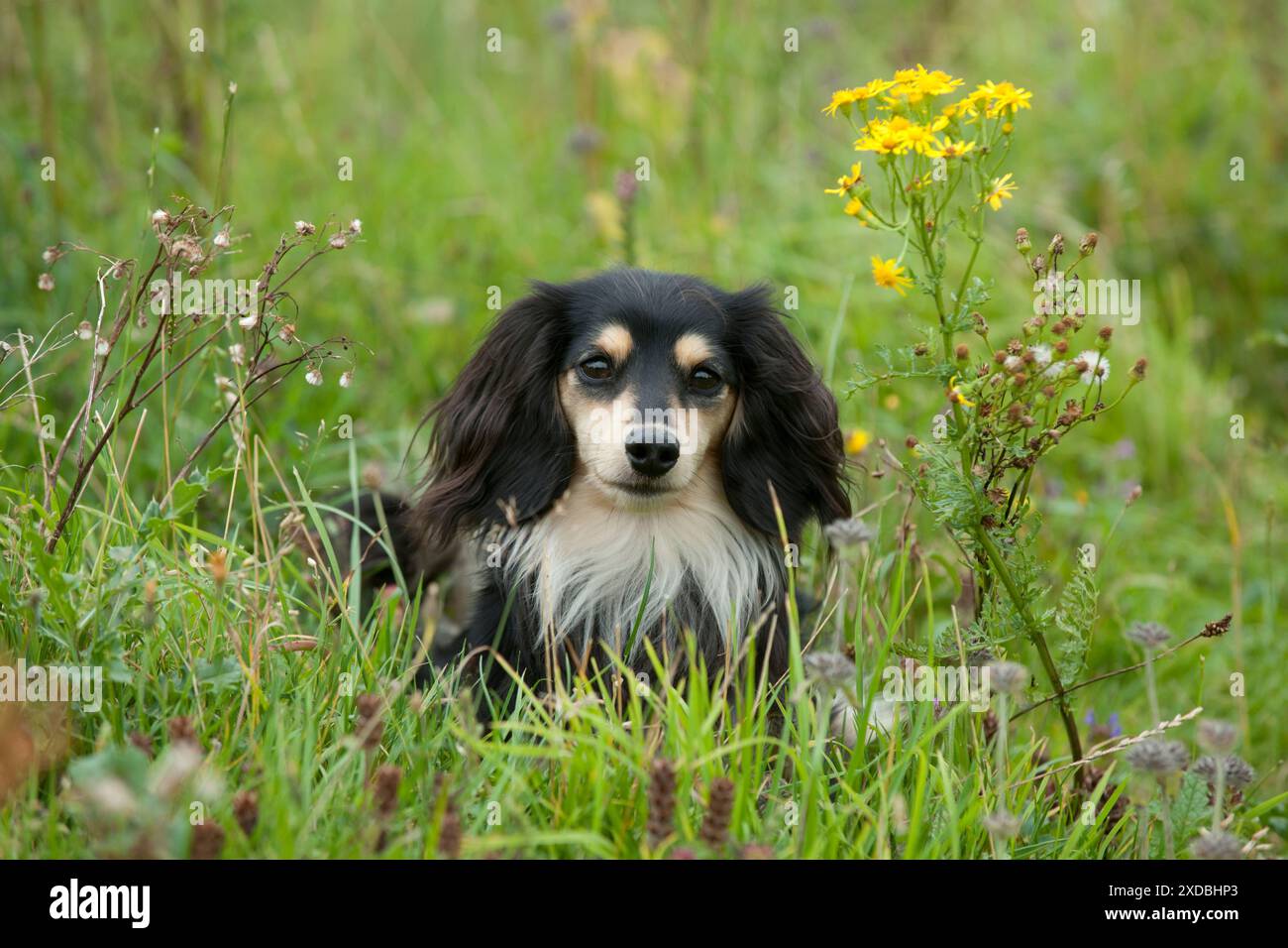CHIEN - Teckel miniature à poil long Banque D'Images