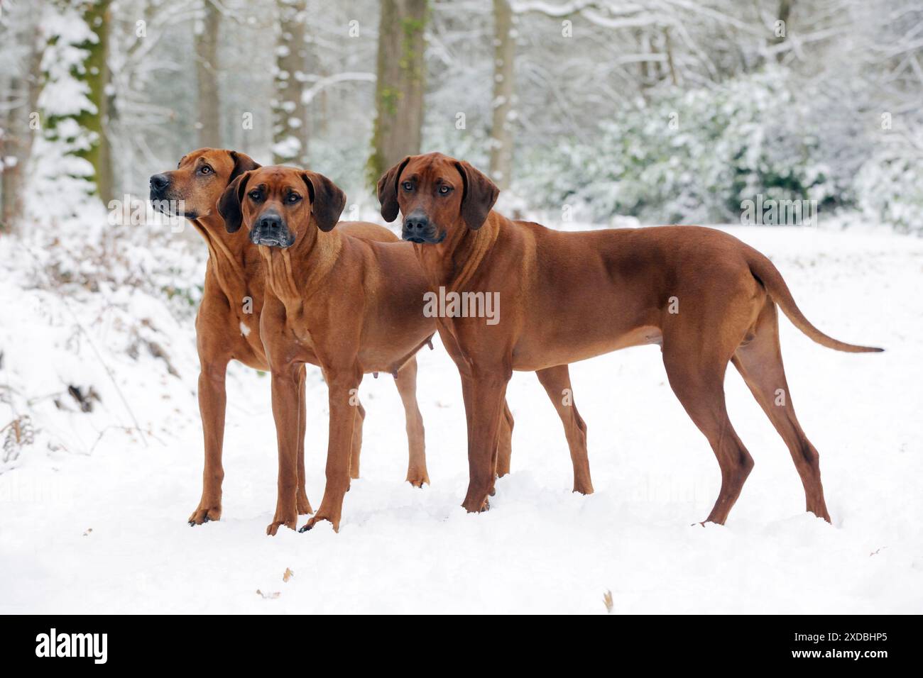 CHIEN - Rhodésie ridgebacks dans la neige Banque D'Images