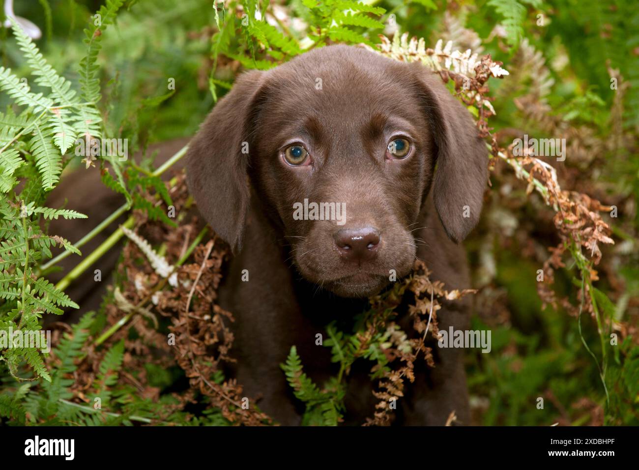 CHIEN - chiot Labrador au chocolat (13 semaines) Banque D'Images
