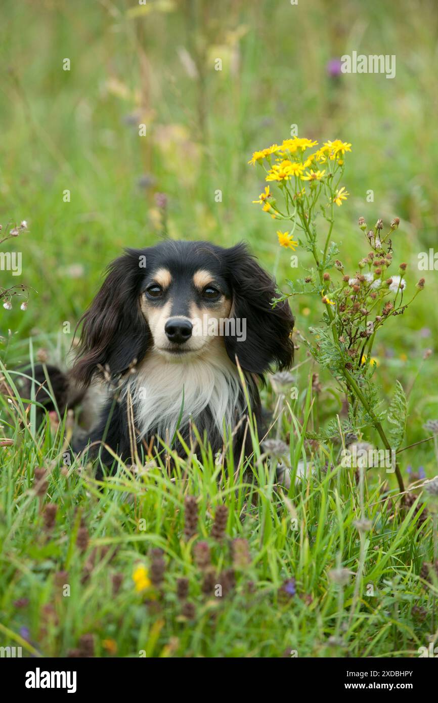 CHIEN - Teckel miniature à poil long Banque D'Images