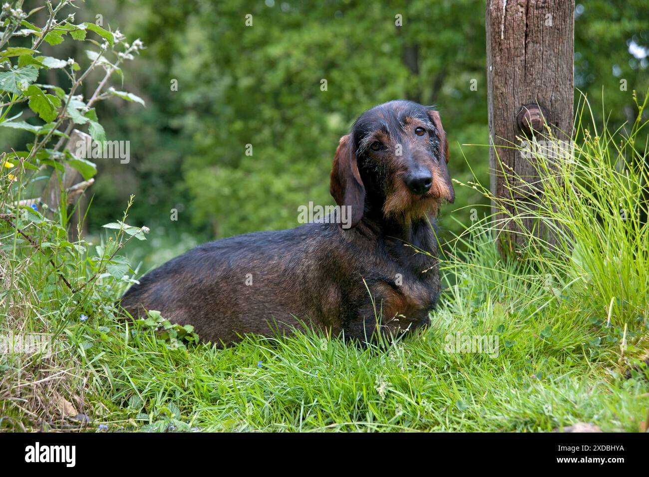 CHIEN - Teckel à poil métallique standard - assis dans le jardin Banque D'Images
