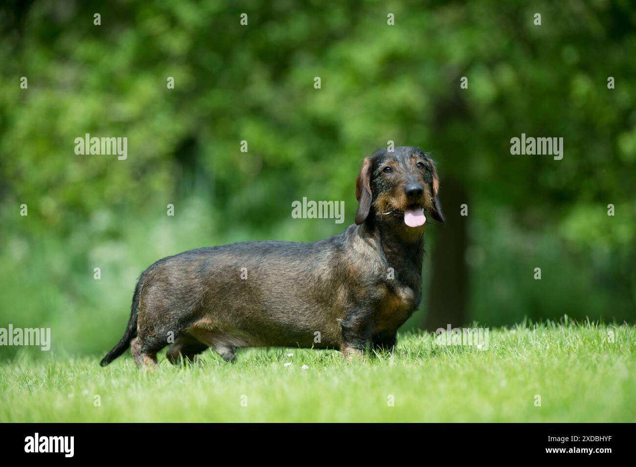 CHIEN - Teckel à poil métallique standard - debout dans le jardin Banque D'Images
