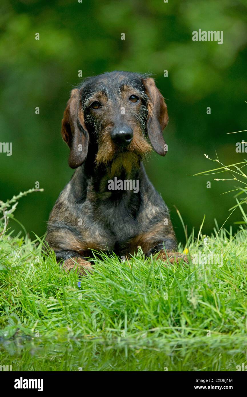 CHIEN - Teckel à poil métallique standard assis dans le jardin Banque D'Images