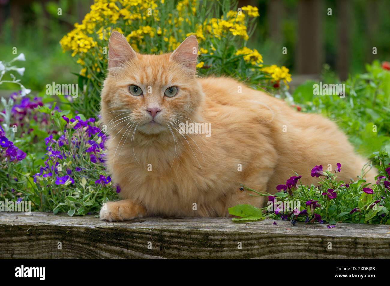 CHAT - Ginger Cat. couché dans le parterre de fleurs. Banque D'Images