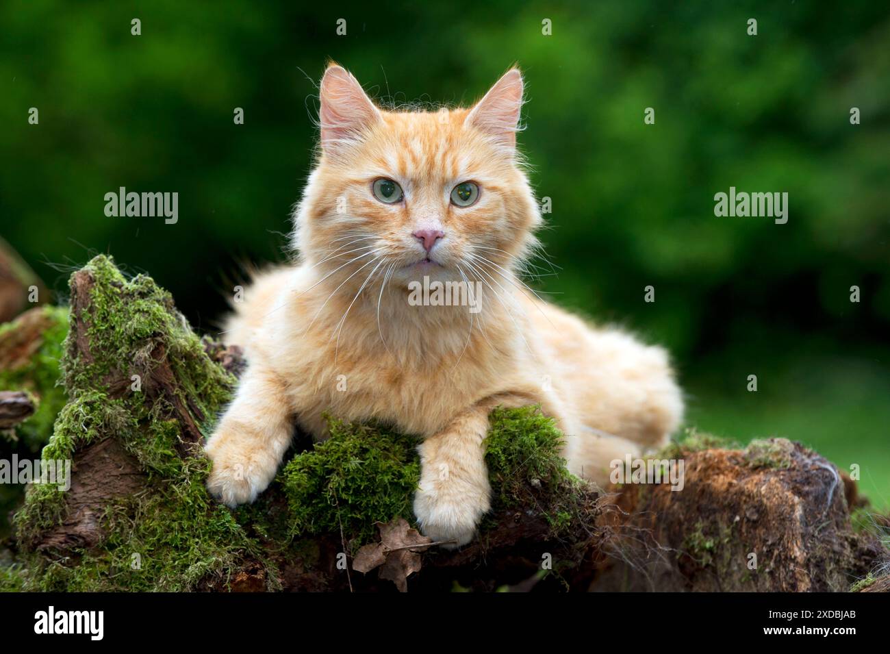CHAT - Ginger Cat. pose sur une souche d'arbre couverte de mousse. Banque D'Images