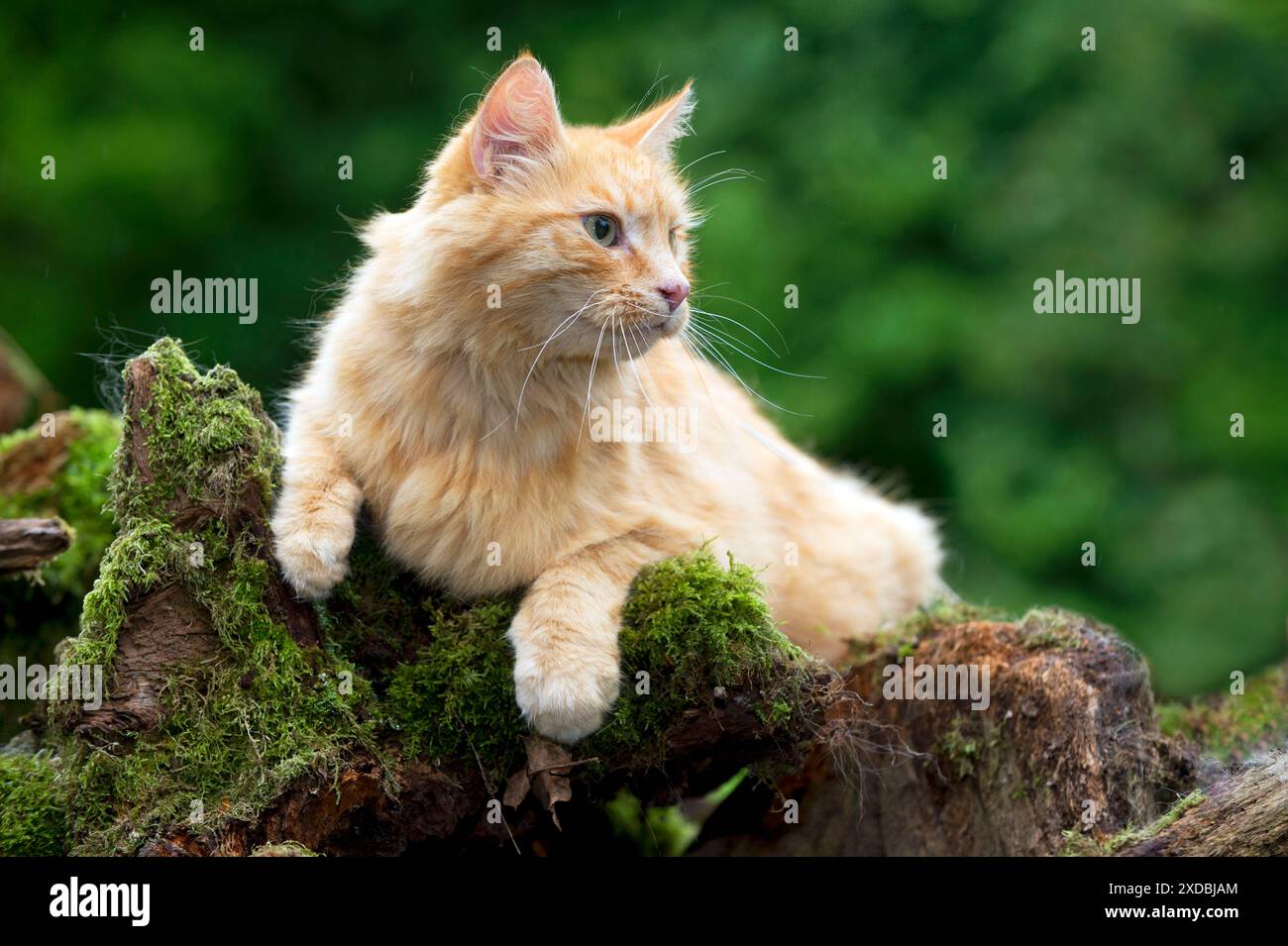 CHAT - Ginger Cat. pose sur une souche d'arbre couverte de mousse. Banque D'Images