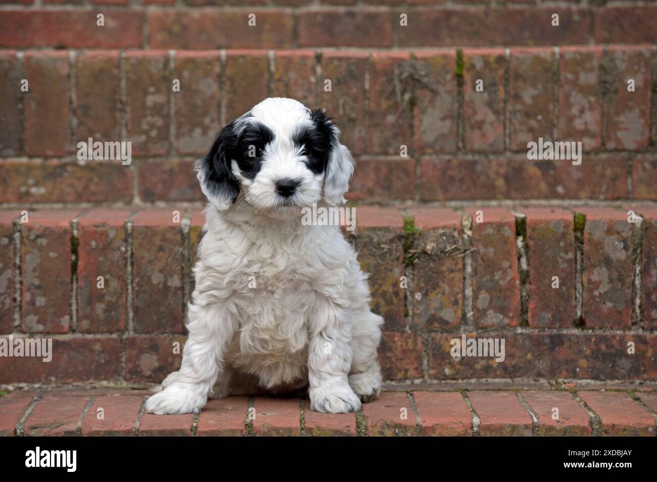 Chien - Cockerpoo noir et blanc chiot de 7 semaines Banque D'Images