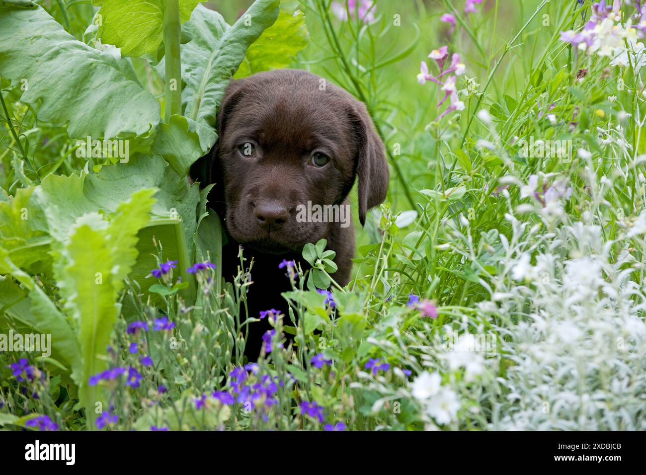 CHIEN - chiot labrador au chocolat Banque D'Images