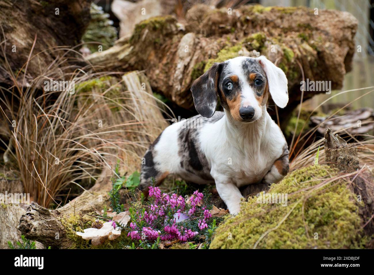 Chien - Teckel Banque D'Images