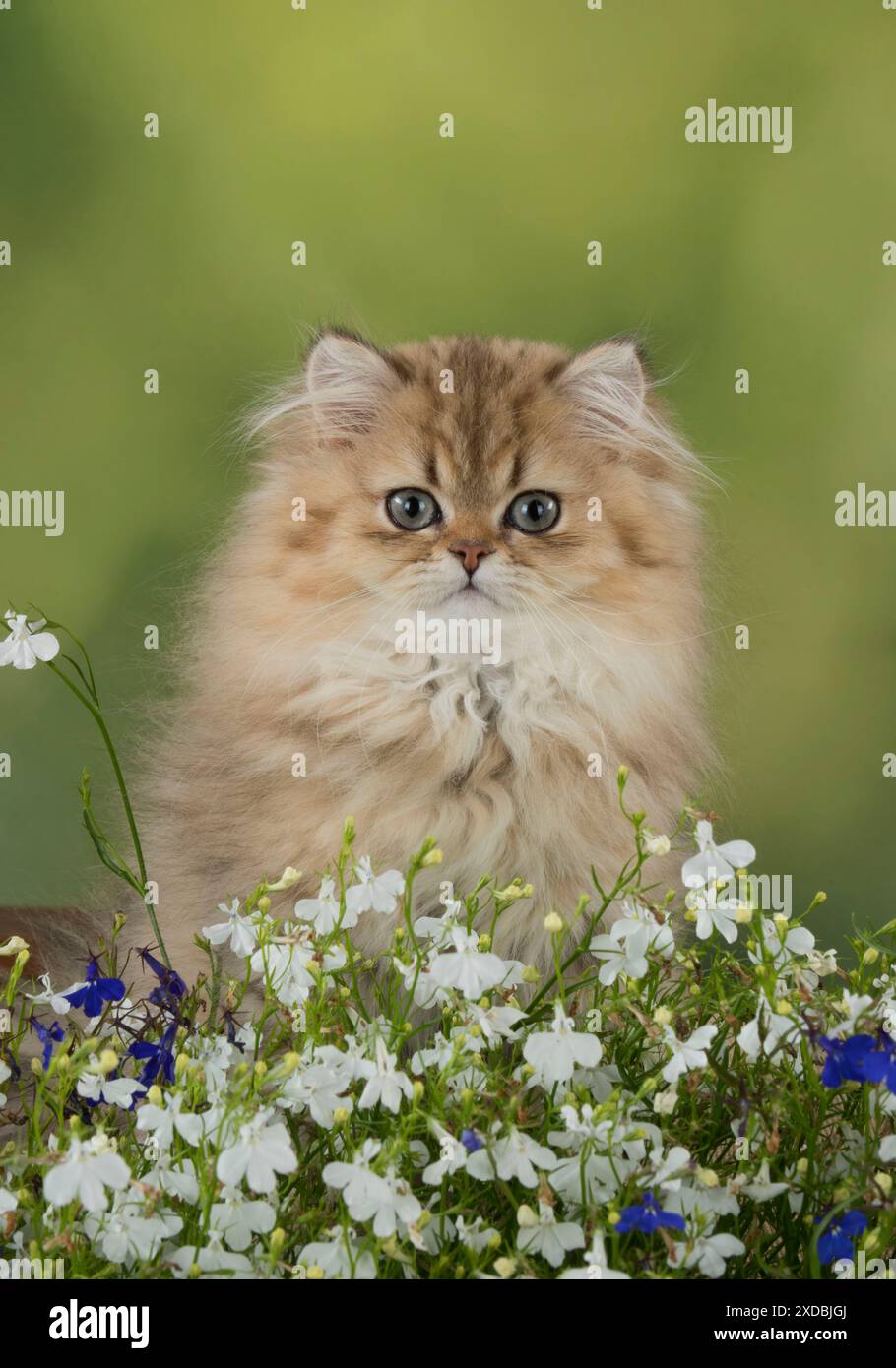 Chat persan Chinchilla Golden chaton de 14 semaines Banque D'Images