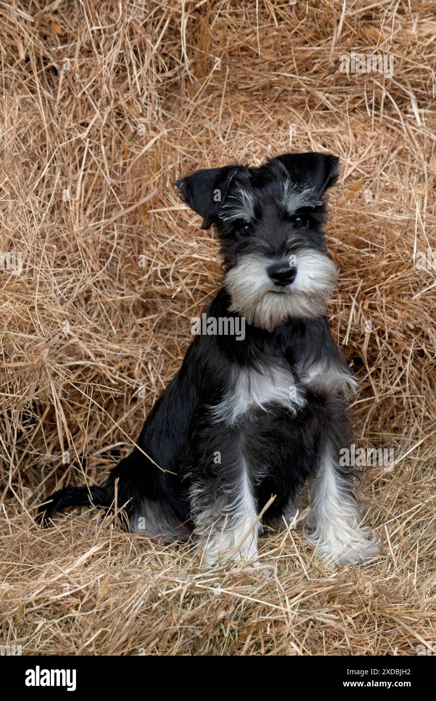 CHIEN Mini Schnauzer chiot dans le foin Banque D'Images