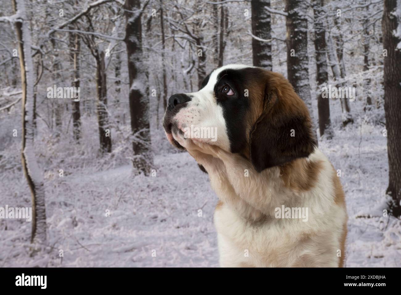 Chien Saint Bernard chiot de 15 semaines Banque D'Images