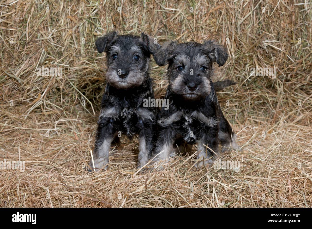 CHIEN Mini Schnauzer chiots dans le foin Banque D'Images