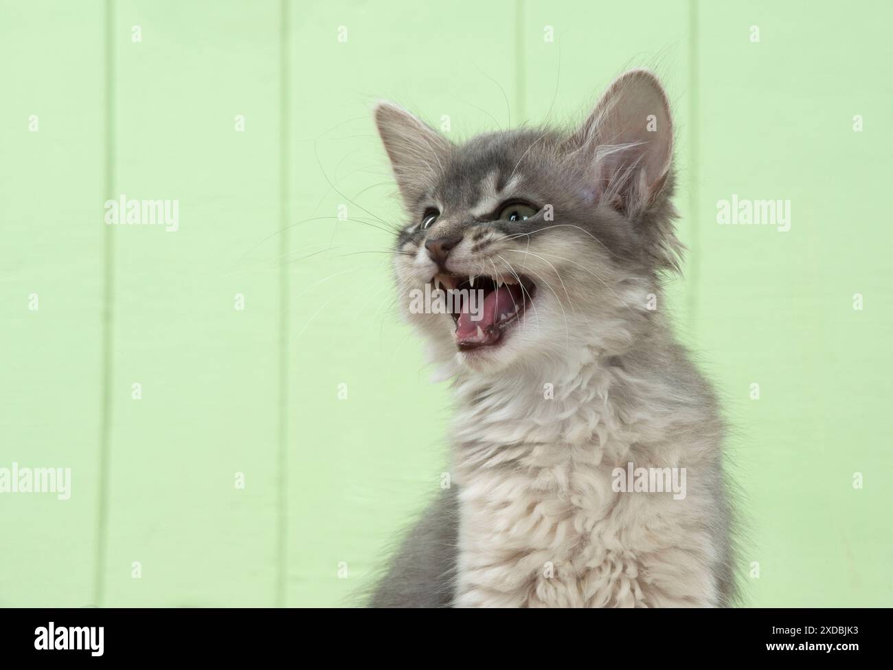Chat Somali (bleu) chaton de 6 semaines Banque D'Images