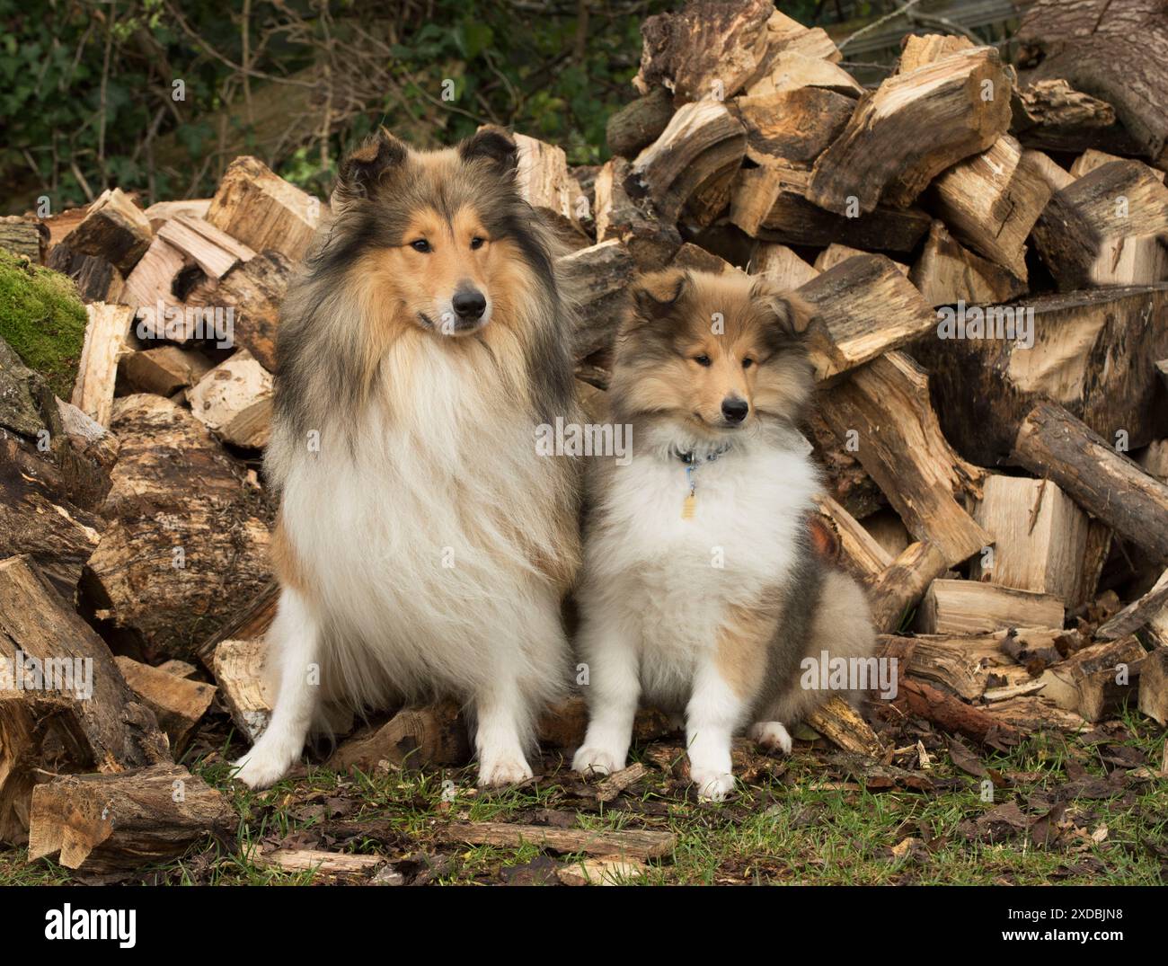 Chien Rough Collie adulte et chiot sur une pile de rondins Banque D'Images