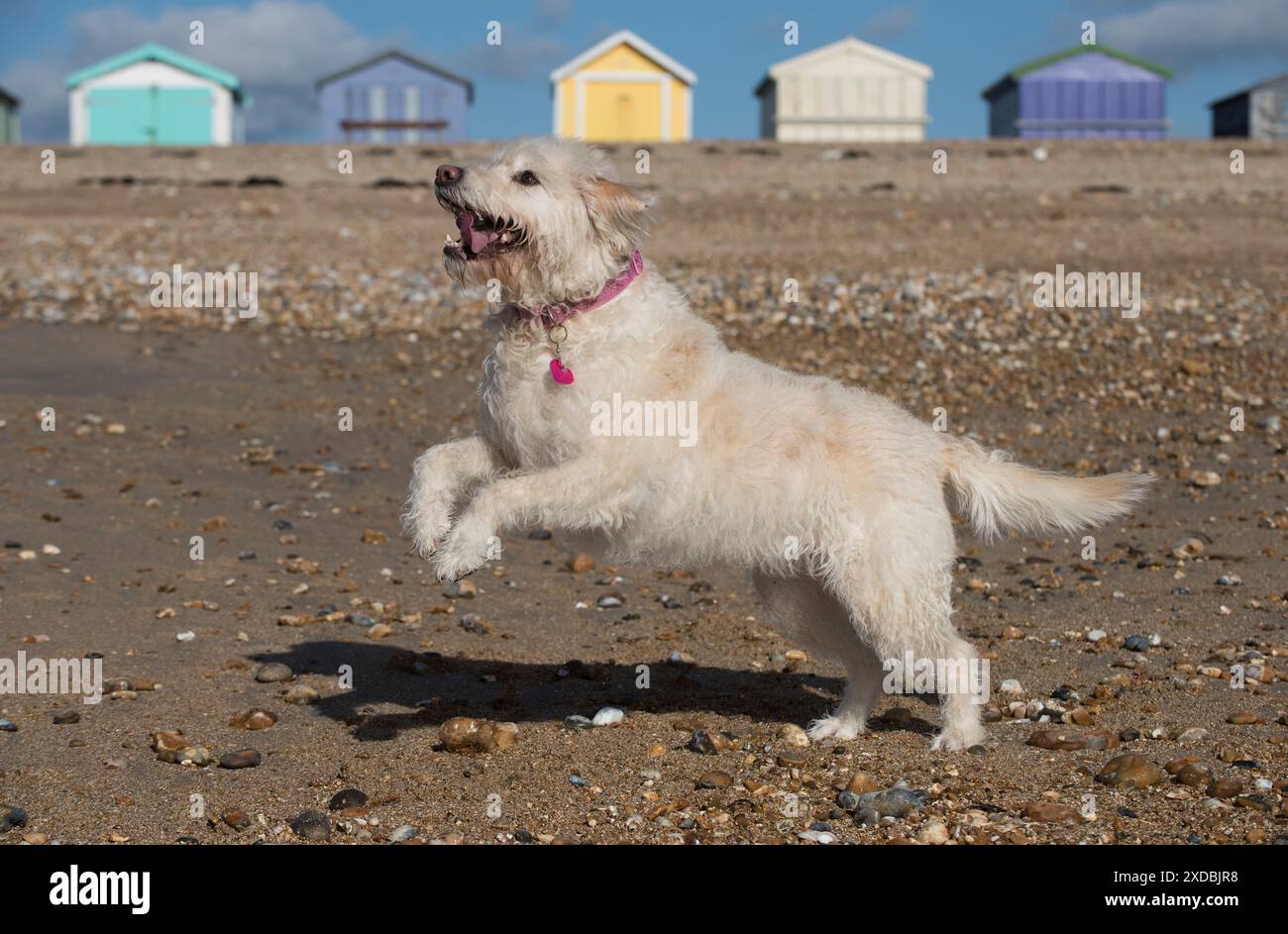 Chien Labradoodle jouant sur la plage Banque D'Images