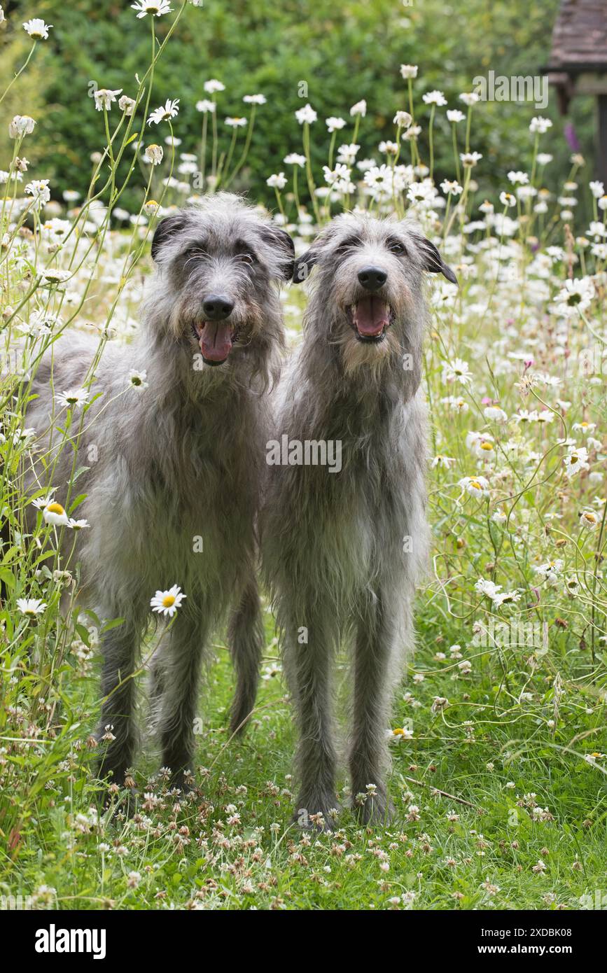 Chien Deerhounds dans le jardin prairie Banque D'Images