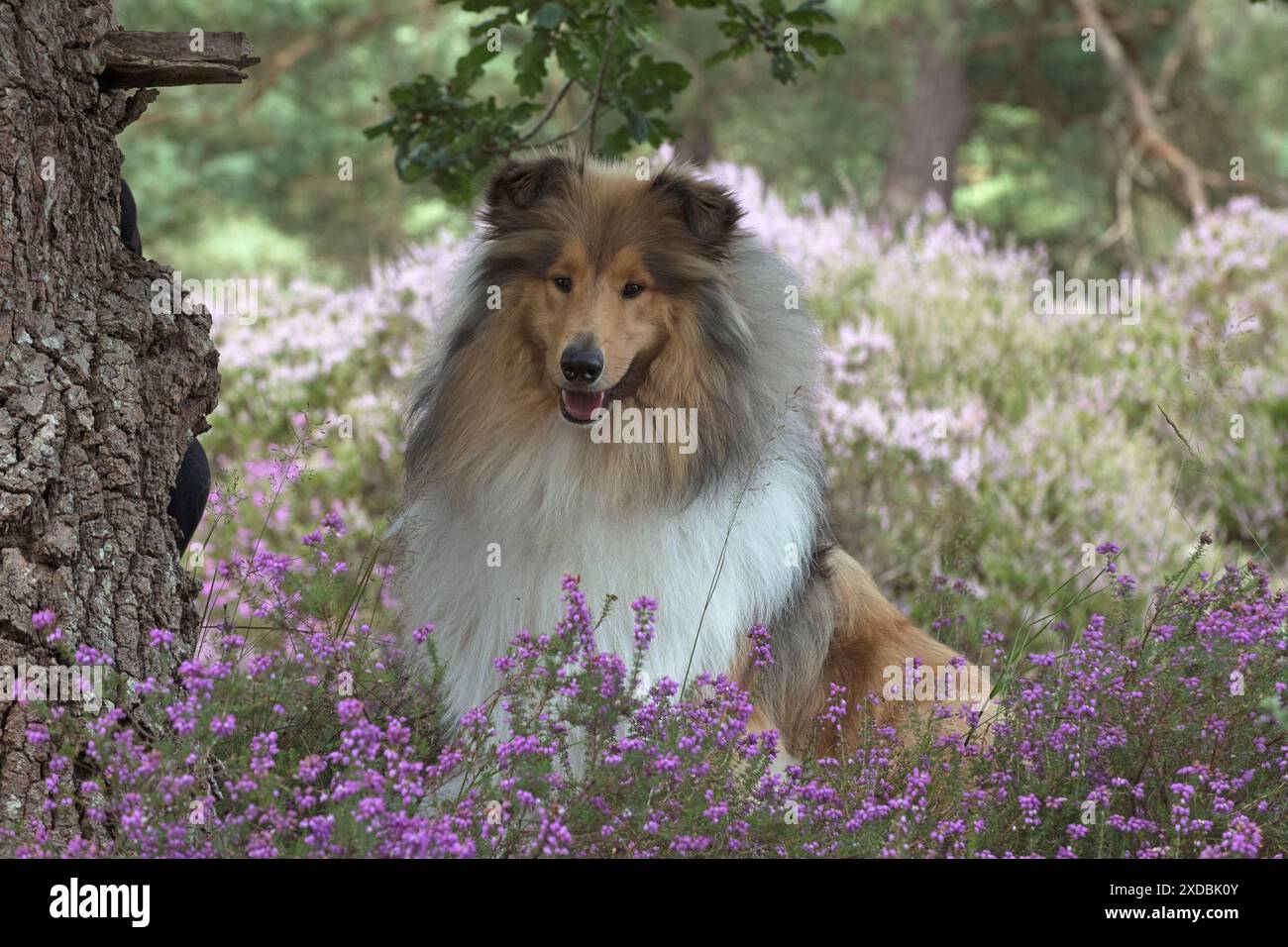 Chien rugueux Collie en bruyère Banque D'Images