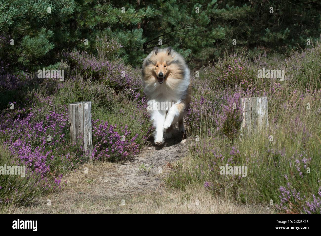 Chien rude Collie courant à travers la bruyère Banque D'Images