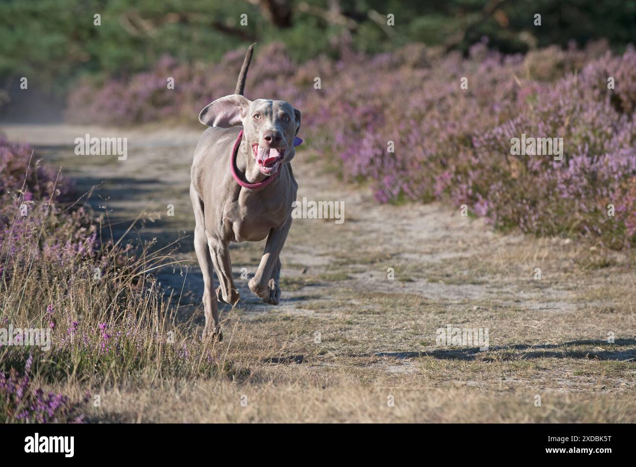 Chien Weimaraner en bruyère Banque D'Images