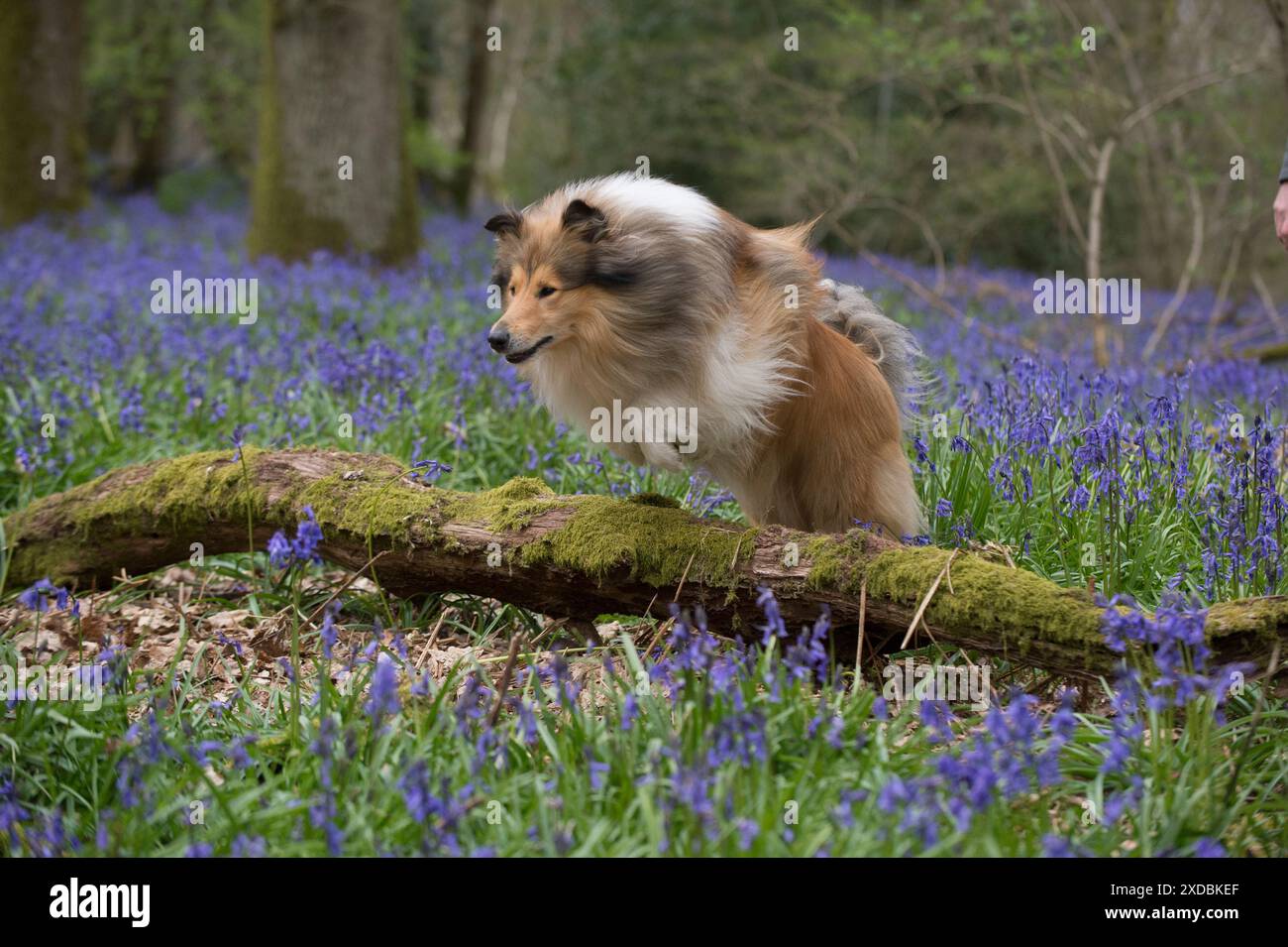 Chien Rough Collie courant dans un printemps Bluebell bois Banque D'Images