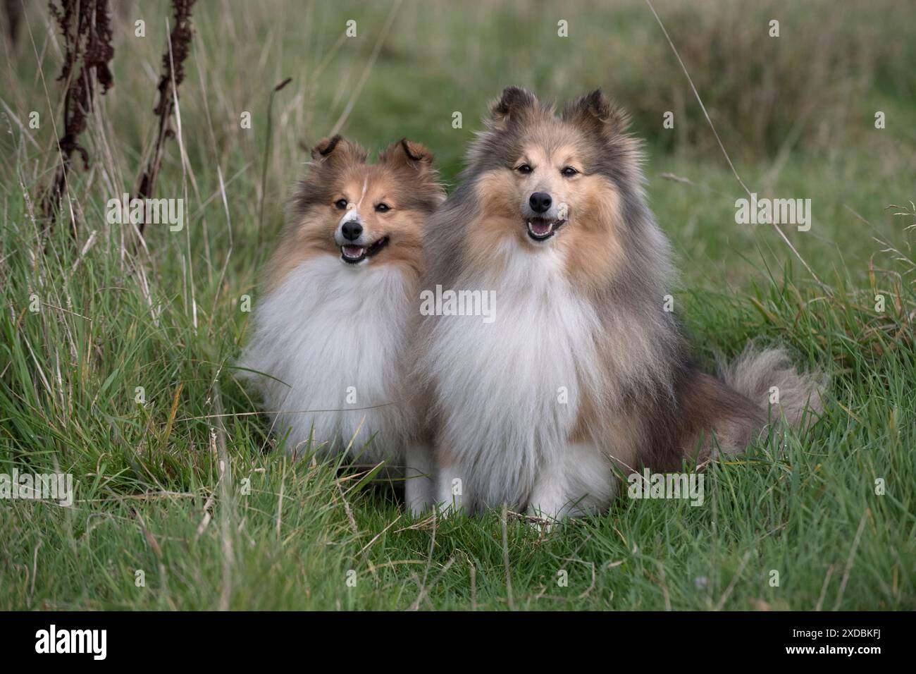 Chien Shetland Sheepdogs / Sheltie en herbe longue, automne Banque D'Images