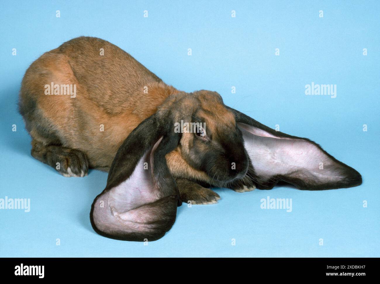 LAPIN ANGLAIS LOP - gros plan Banque D'Images