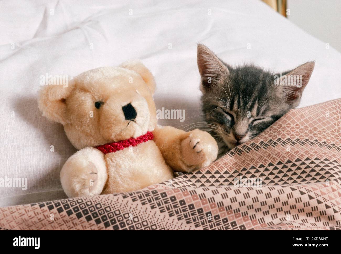CHAT - chaton au lit avec ours en peluche Banque D'Images