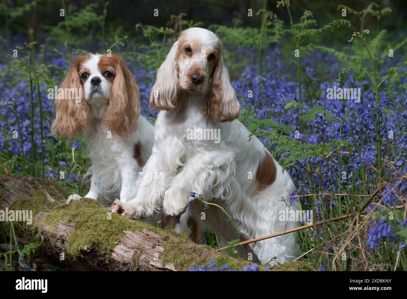 Cavalier King Charles Spaniel et Cocker Spaniel en bleu, Banque D'Images