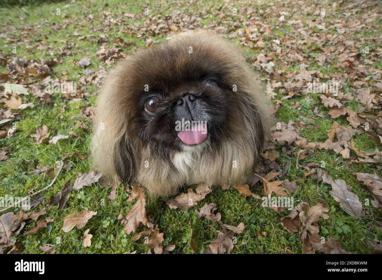 CHIEN. Pekingese en feuilles d'automne, selfie Banque D'Images