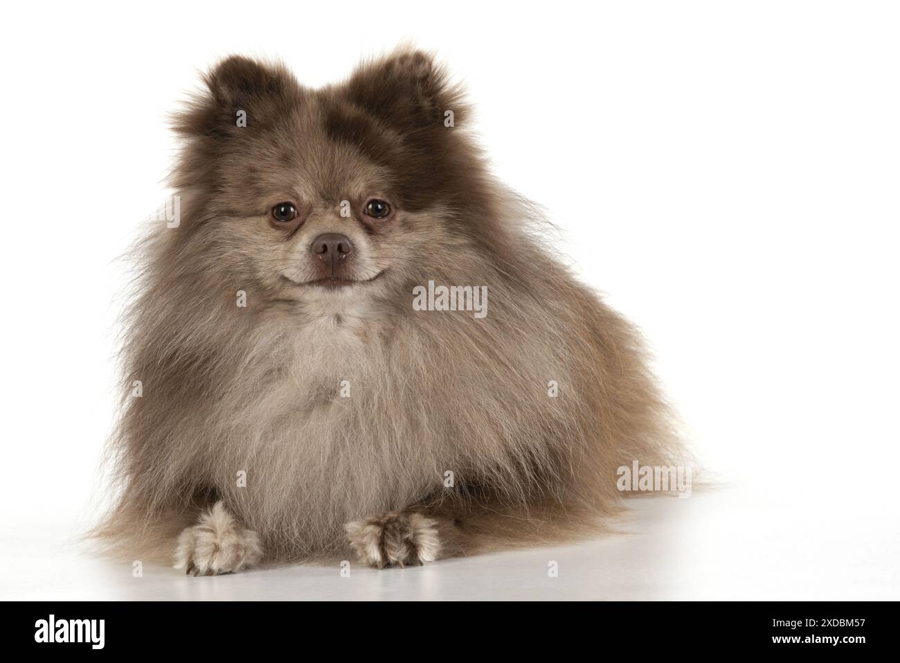 CHIEN. Pomeranian, studio , sur blanc Banque D'Images