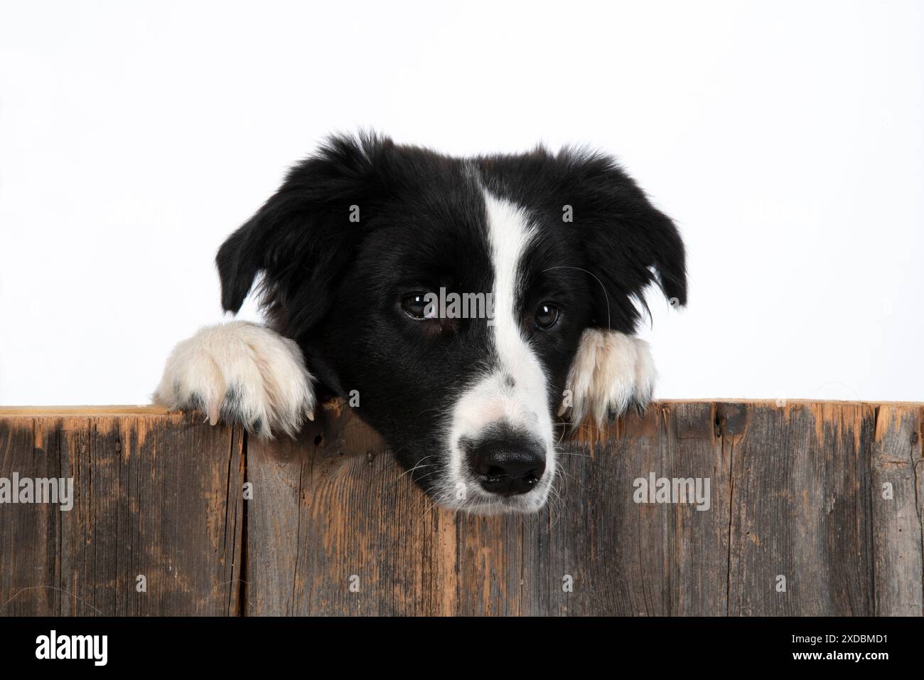 CHIEN. Chien Border Collie, sur une clôture en bois, studio Banque D'Images